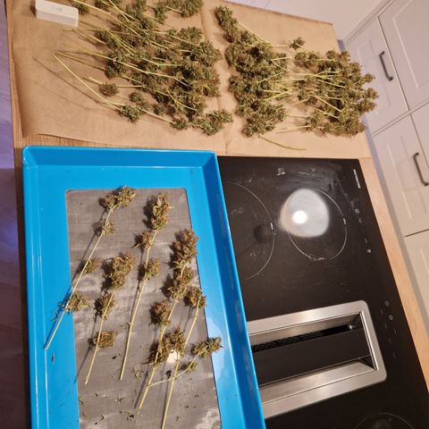 Royal Runtz Automatic growlog timeline photo