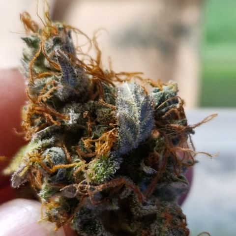 Royal Runtz Automatic growlog timeline photo