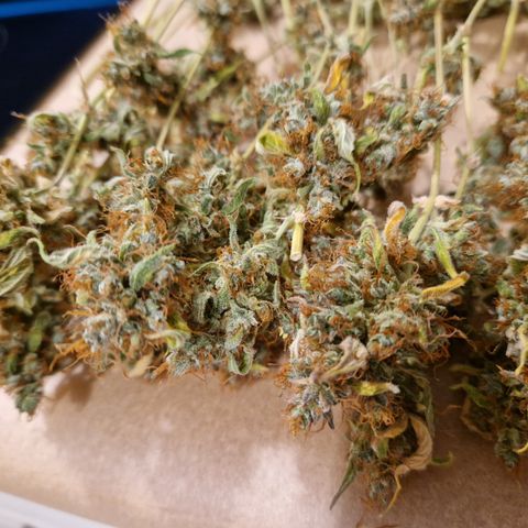 Royal Runtz Automatic growlog timeline photo