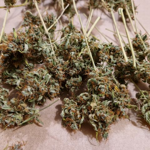Royal Runtz Automatic growlog timeline photo