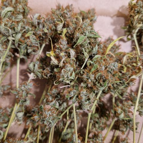 Royal Runtz Automatic growlog timeline photo