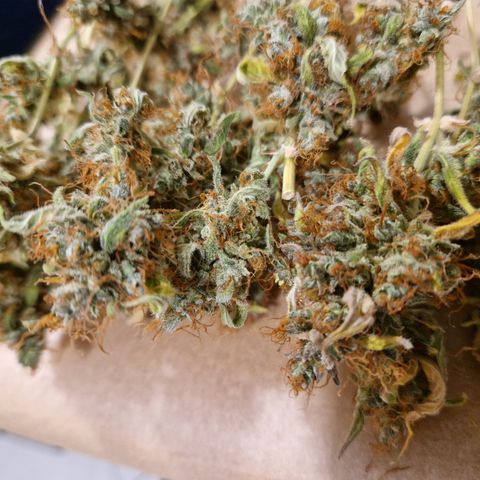 Royal Runtz Automatic growlog timeline photo