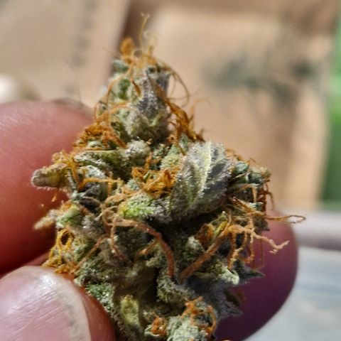 Royal Runtz Automatic growlog timeline photo