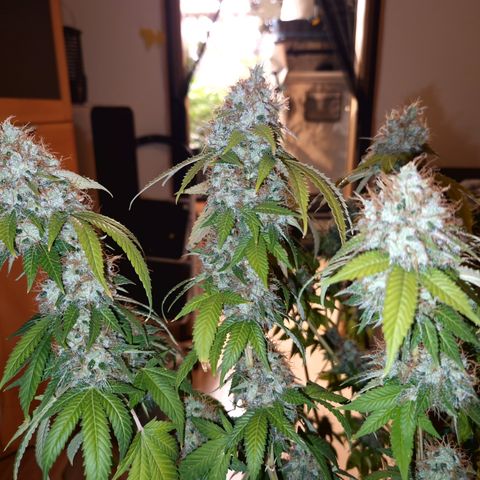 "BigMama" Critical #1 growlog timeline photo