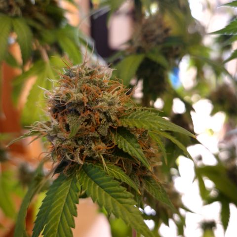 "BigMama" Critical #1 growlog timeline photo