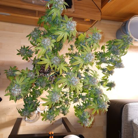 "BigMama" Critical #1 growlog timeline photo