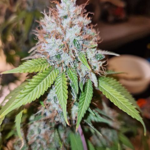 "BigMama" Critical #1 growlog timeline photo