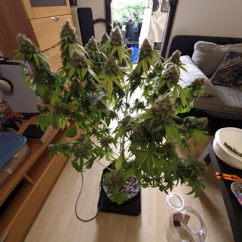 "BigMama" Critical #1 growlog timeline photo