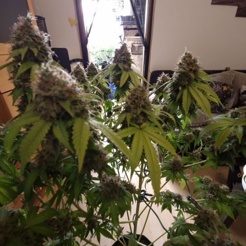 "BigMama" Critical #1 growlog timeline photo