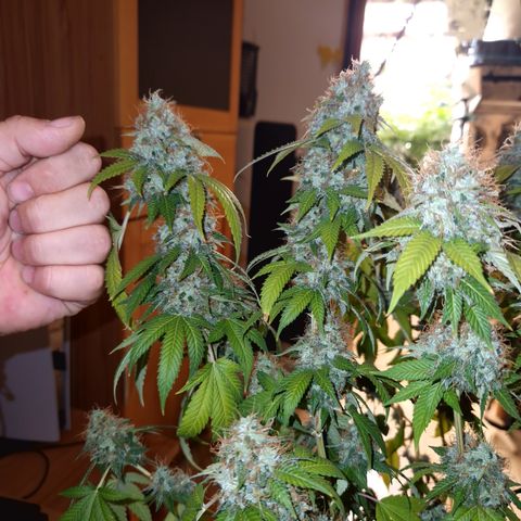 "BigMama" Critical #1 growlog timeline photo