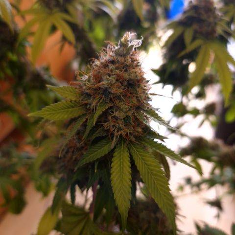 "BigMama" Critical #1 growlog timeline photo