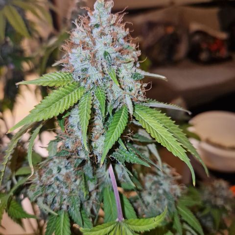 "BigMama" Critical #1 growlog timeline photo