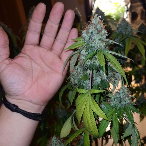 "BigMama" Critical #1 growlog timeline photo