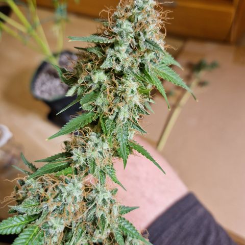 "BigMama" Critical #1 growlog timeline photo