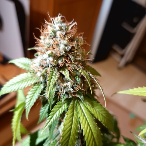 "BigMama" Critical #1 growlog timeline photo