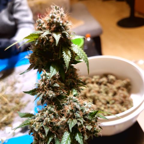 "BigMama" Critical #1 growlog timeline photo