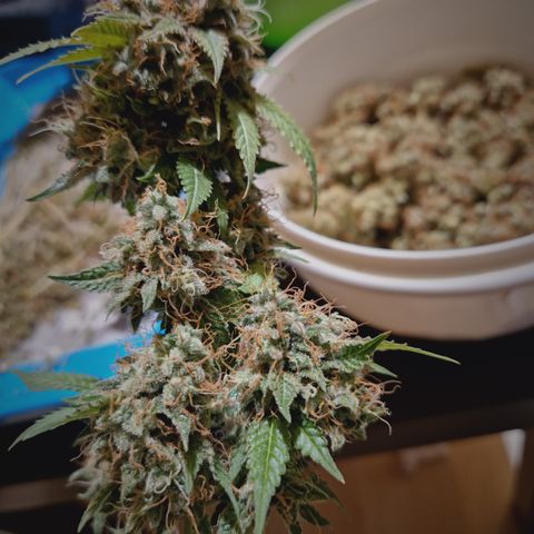 "BigMama" Critical #1 growlog timeline photo