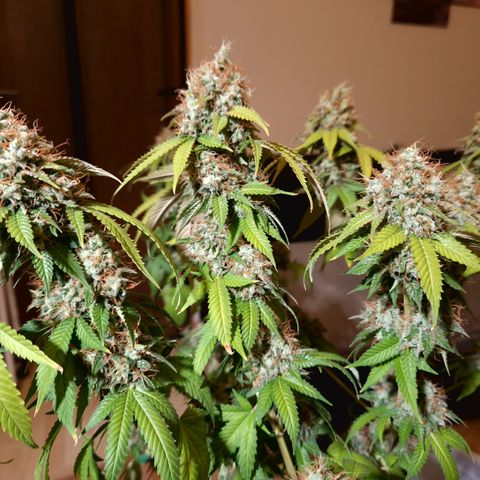 "BigMama" Critical #1 growlog timeline photo