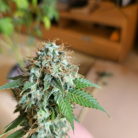 "BigMama" Critical #1 growlog timeline photo