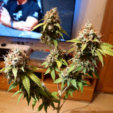 "BigMama" Critical #1 growlog timeline photo