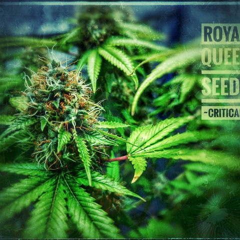 "BigMama" Critical #1 growlog timeline photo