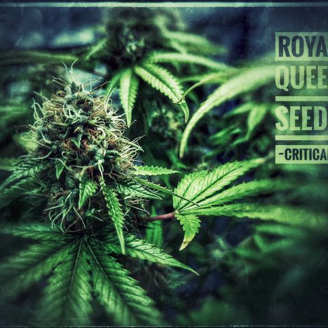 "BigMama" Critical #1 growlog timeline photo