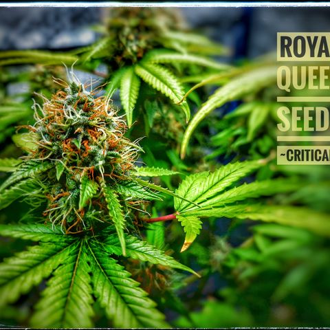 "BigMama" Critical #1 growlog timeline photo