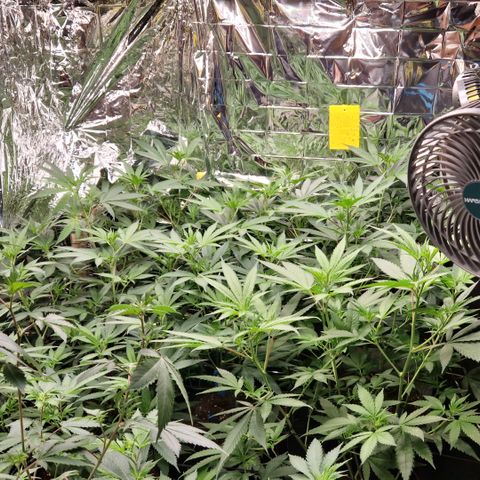 Critical "BigMama" #5 growlog timeline photo