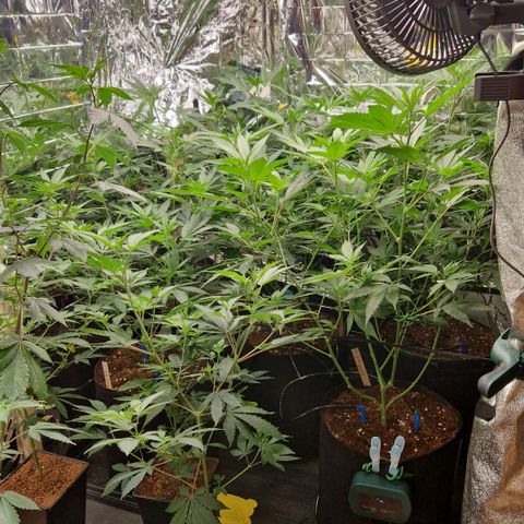Critical "BigMama" #5 growlog timeline photo