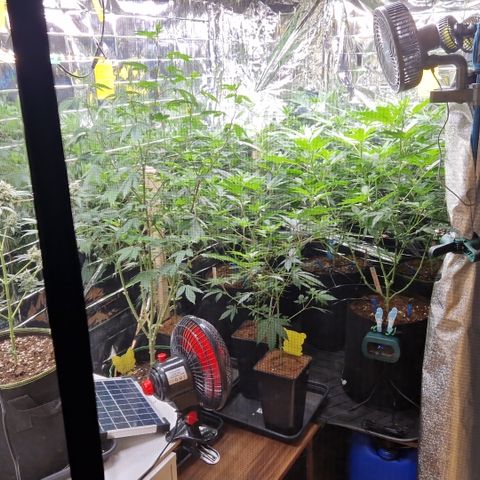 Critical "BigMama" #5 growlog timeline photo