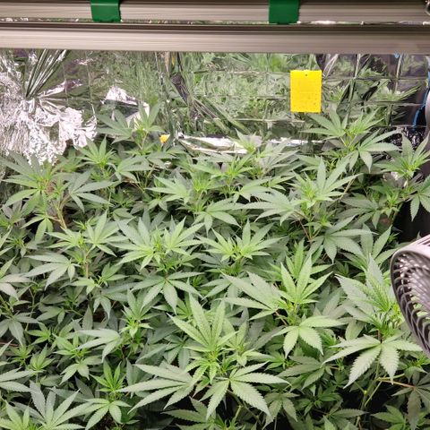 Critical "BigMama" #5 growlog timeline photo