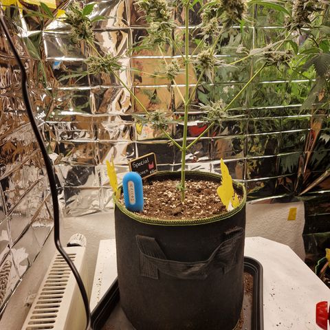 Special Queen #1 growlog timeline photo