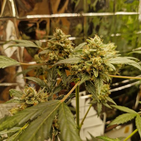 Special Queen #1 growlog timeline photo