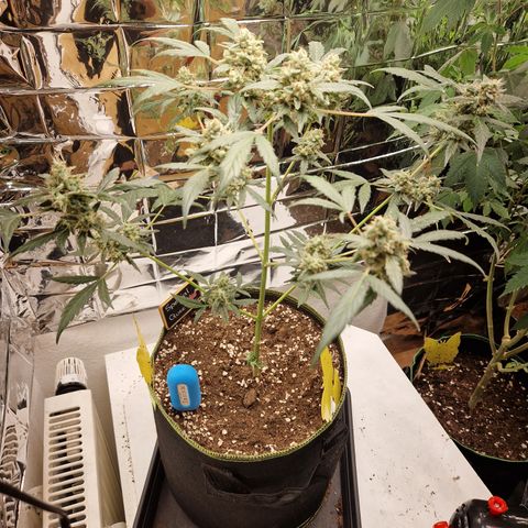 Special Queen #1 growlog timeline photo