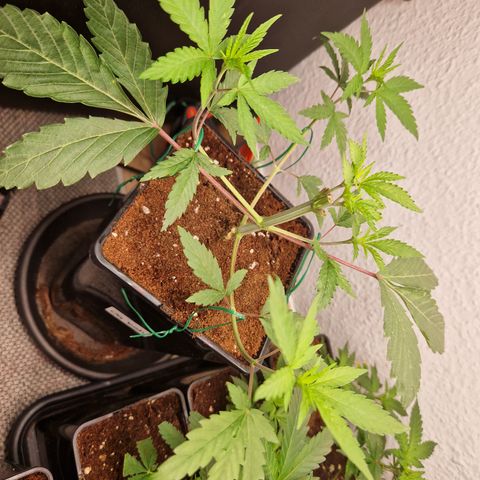 O.G. Kush🥦 - 🫘Mutter🫘 growlog timeline photo