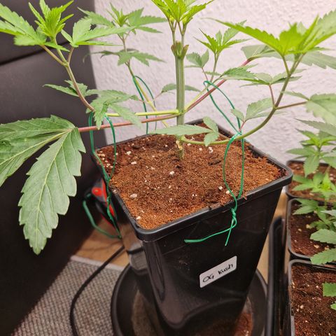 O.G. Kush🥦 - 🫘Mutter🫘 growlog timeline photo