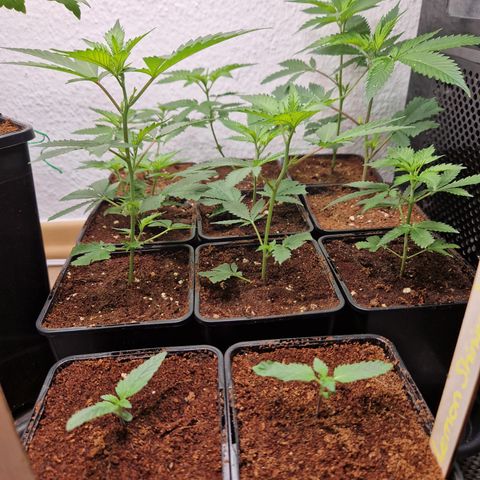 O.G. Kush🥦 - 🫘Mutter🫘 growlog timeline photo