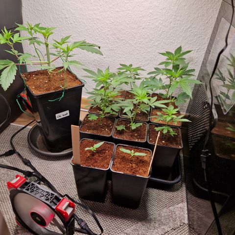 O.G. Kush🥦 - 🫘Mutter🫘 growlog timeline photo