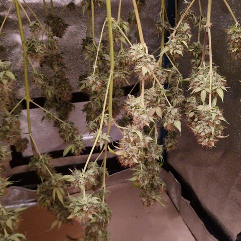 "BigMama" Critical #1 growlog timeline photo