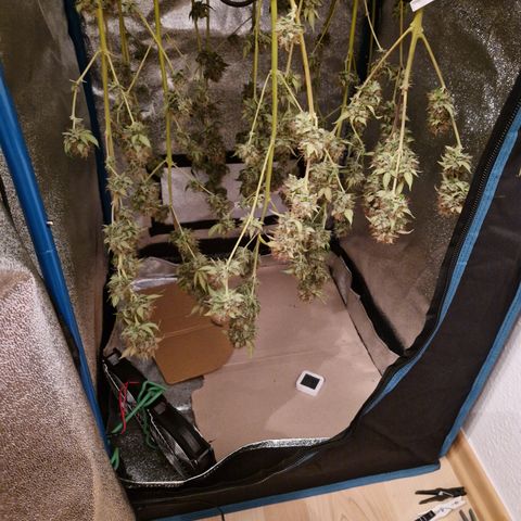 "BigMama" Critical #1 growlog timeline photo