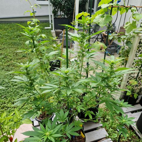 Critical Pheno#2//Mutter growlog timeline photo