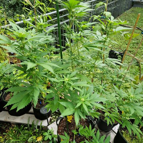 Critical Pheno#2//Mutter growlog timeline photo