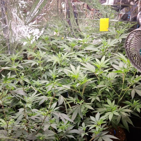 Critical "BigMama" #5 growlog timeline photo