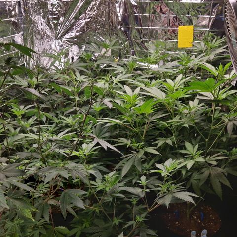 Critical "BigMama" #5 growlog timeline photo