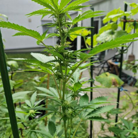 Critical Pheno#2//Mutter growlog timeline photo