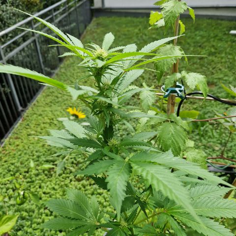 Critical Pheno#2//Mutter growlog timeline photo