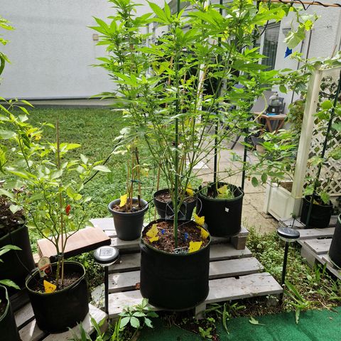 Critical Pheno#2//Mutter growlog timeline photo