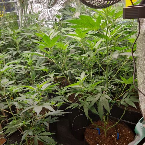 Critical "BigMama" #5 growlog timeline photo