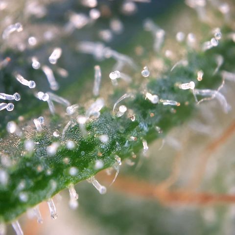 Special Queen #1 growlog timeline photo