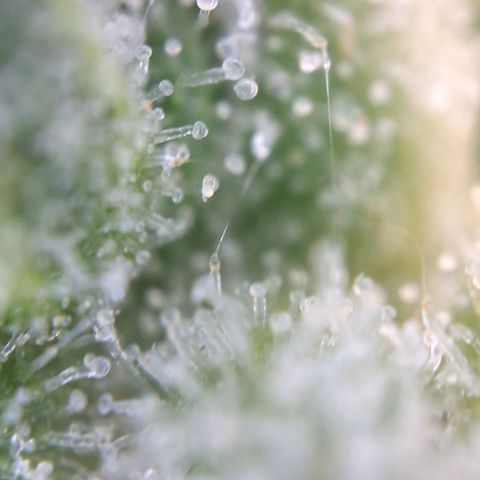 Special Queen #1 growlog timeline photo